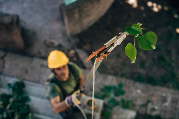 How Our Tree Care Process Works  in La Palma, CA