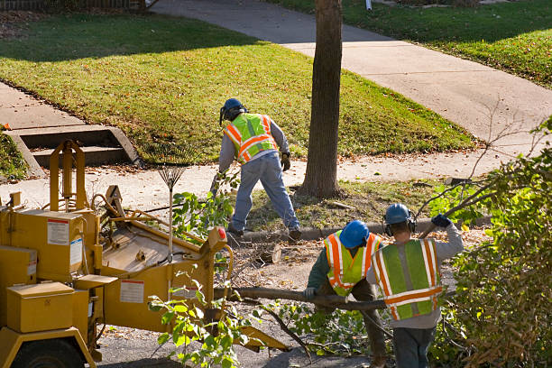 Organic Lawn Care Solutions in La Palma, CA