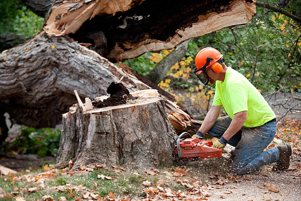 Mulching Services in La Palma, CA