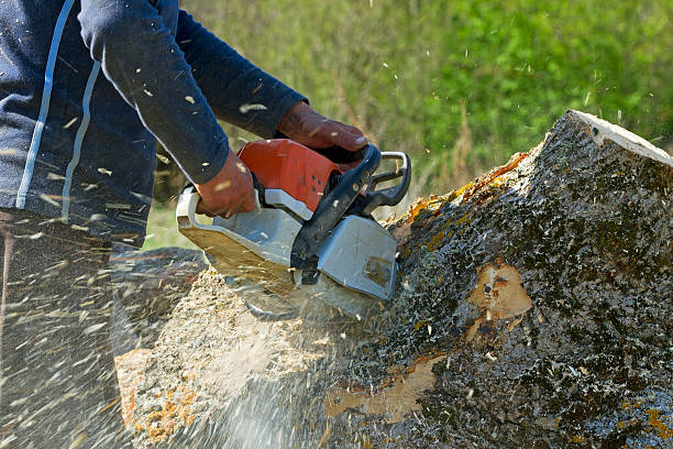 Best Tree and Shrub Care  in La Palma, CA